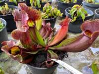 ซาราซีเนีย Sarracenia Maroon