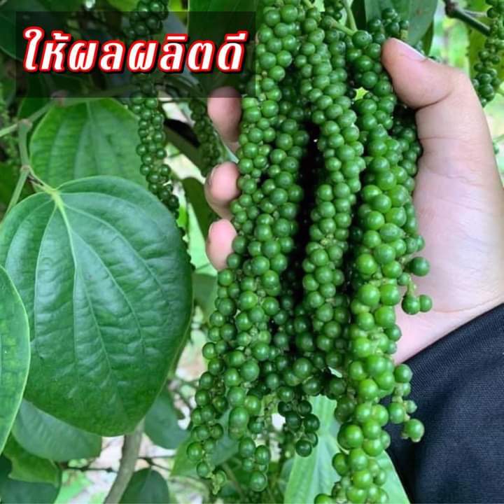 พริกไทยซีลอน-พืชไม้เลื้อยอายุยืน-ปลูกง่าย-ให้ผลผลิตดี-ตลาดต้องการ-ที่บ้านต้องมีติดสวนไว้แล้วน๊าา-เก็บอ่อนทาน-ขาย-ได้-เก็บเป็นเม็ดแก่ไว้ขายช่วงราคาแพงได้