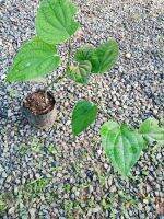 Black Pepper Ready For Planting 60cm - 70cm พริกไทยดำซีลอนพร้อมปลูก