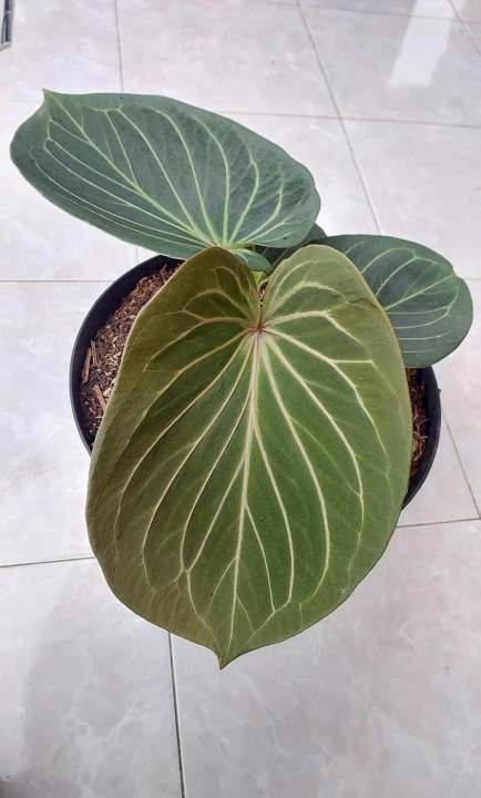 Anthurium King of Spades 🪴aka Kos Hu 🪵Rare | Lazada