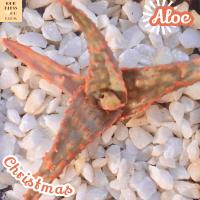 [อะโล คริสต์มาส ไฮบริด] Aloe Christmas Hybrid ส่งพร้อมกระถาง อากาเว่ Agave ว่านหาง ทะเลทราย ทนแดด ทนฝน ทนแล้ง กระบองเพชร ไม้ดอก ไม้แปลก ไม้หายาก