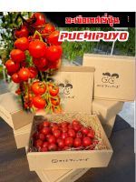 เมล็ดพันธุ์มะเขือเทศญี่ปุ่น puchipuyo  (ชุด30เมล็ด)