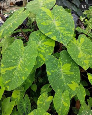 Colocasia Lemon Lime 🍋🍋