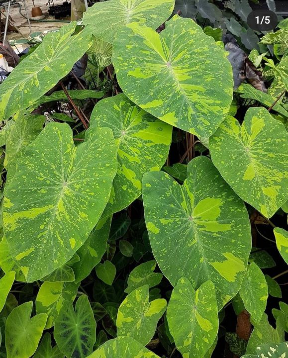 colocasia-lemon-lime