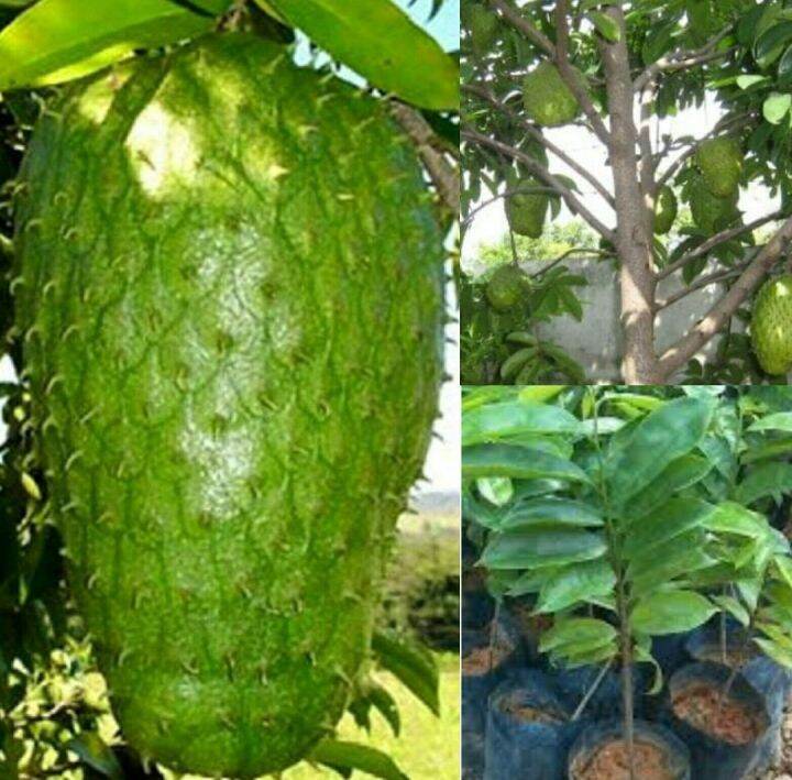 Durian Belanda | Lazada