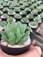 ส่งทั้งกระถาง#ฮาโวเทีย(เขียวรี) #  Haworthia # ต้นหยดน้ำ# ไม้อวบน้ำ # Succulents # ต้นไม้ประดับ# ไม้มินิมอล# พืชทนแล้ง# ของต้องมี#จัดสวนถาด#Minimal