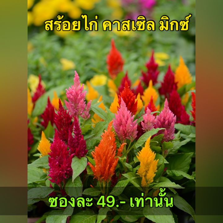 เมล็ดดอกสร้อยไก่-สีสันสวยงาม-ราคาถูก-บรรจุ-100-เมล็ด