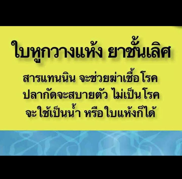 น้ำใบหูกวางสกัดเย็น-น้ำใบหูกวาง-ขวดใหญ่คุ้ม-น้ำใบหูกวางสกัดเข้มข้น-tannin-betta-ปลากัด-น้ำหมักปลากัด