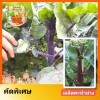 5แถม1เมล็ดพันธุ์คะน้ายอด สีม่วง 200เมล็ด เมล็ดพันธุ์คะน้าม่วง รสชาติหวานกรอบ อัตราการงอกสูง เมล็ดพันธุ์นอก