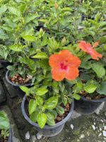 ชบา Hibiscus rosa-sinensis พร้อมส่งกระถาง 11-15 นิ้ว