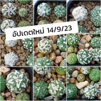 Astrophytum แอสโตรไฟตัม ซุปเปอร์ วี วีนูดัม /เว้า หลากหลาย cactus