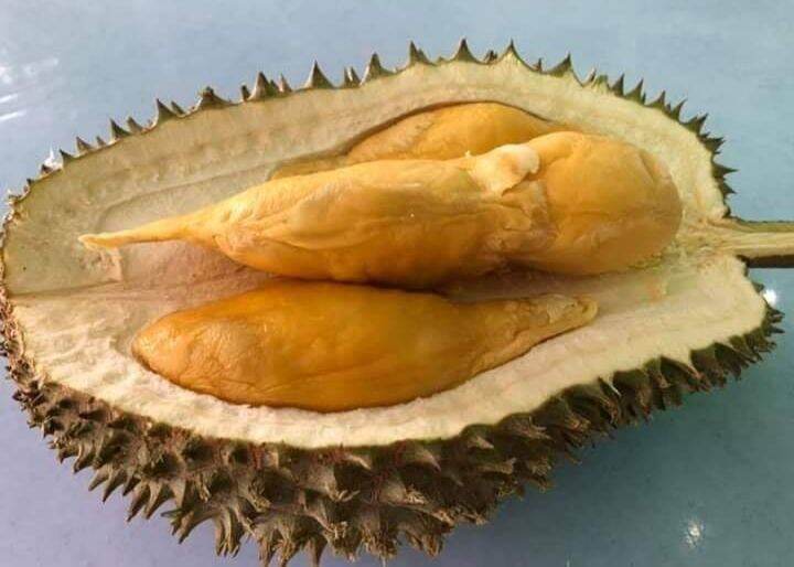 ANAK POKOK DURIAN HORLOR / HOR LOR | Lazada