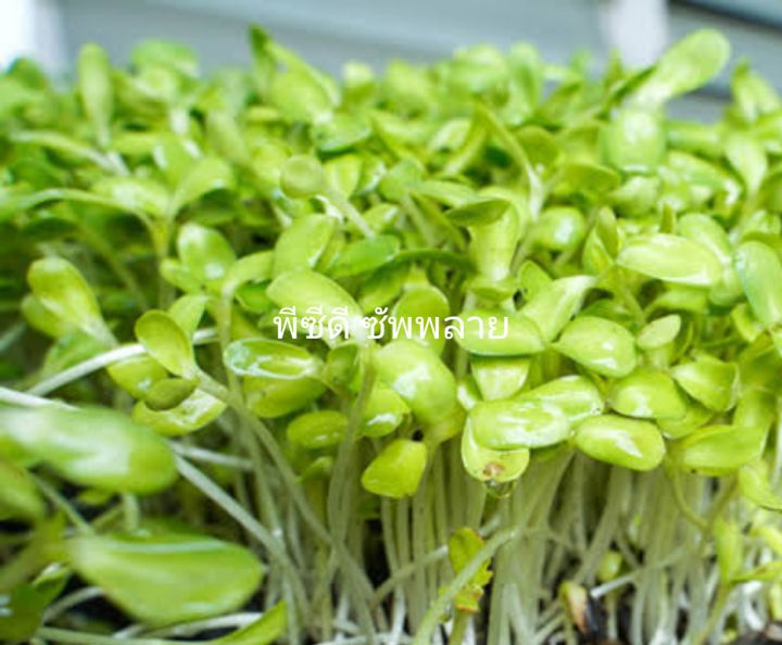 เจียไต๋-ทานตะวันงอก-sunflower-sprout-เมล็ดพันธุ์