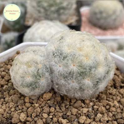 [ SP ] แมมขนนกขาว ขนนกขาว Mammillaria Plumosa แมมมิลาเรีย แมมมิลาเรีย ไม้เมล็ด แคคตัส กระบองเพชร ต้นไม้