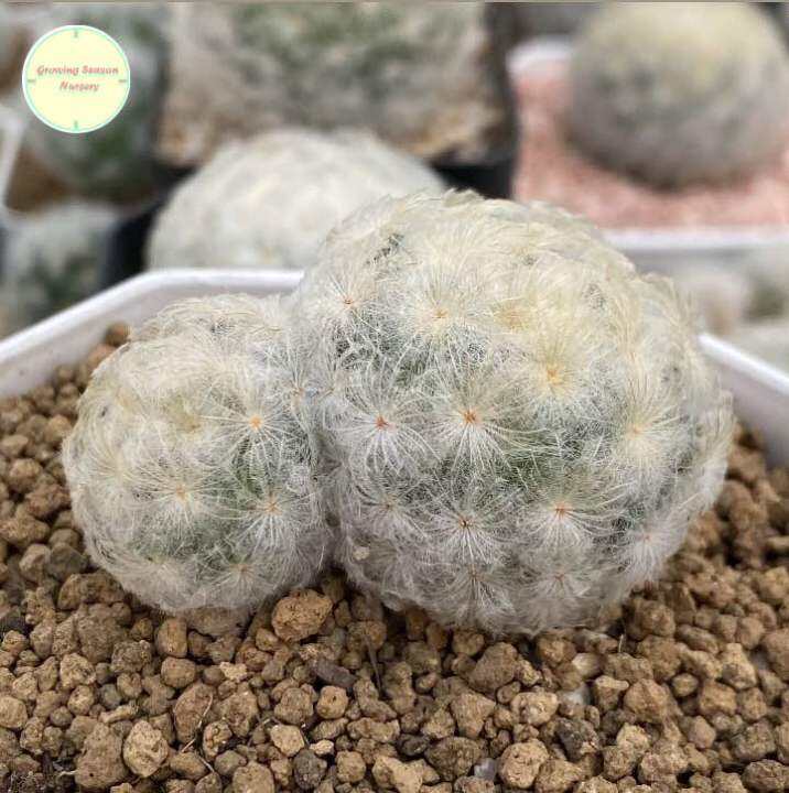 sp-แมมขนนกขาว-ขนนกขาว-mammillaria-plumosa-แมมมิลาเรีย-แมมมิลาเรีย-ไม้เมล็ด-แคคตัส-กระบองเพชร-ต้นไม้