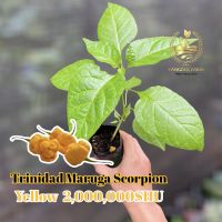 ต้นพันธุ์พริก Trinidad Moruga Scorpion สีเหลือง ขนาดต้น 1 เดือน