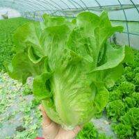 เมล็ดพันธุ์ ผักกาดหอม อิตาลี สีเขียว (Italian Lettuce Seed) บรรจุ 100 เมล็ด หัวใหญ่ กรอบมาก หวาน