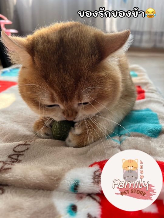 catnip-ball-แคปนิปบอล-กัญชาแมว-ขนาด-13-กรัม-ราคา-15-บาท