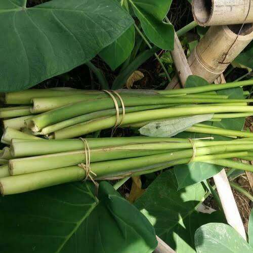 jual batang talas sayur segar 1ikat / batang pohon talas lompong