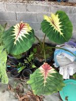 ซันชายเดย์ colocasia sunshine day