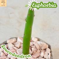 [ยูโฟเบีย ป็อกกี้] Euphorbia Leucodendron ส่งพร้อมกระถาง แคคตัส Cactus Succulent ไม้อวบน้ำ พืชอวบน้ำ ไม้หนาม ไม้โขด ไม้ทะเลทราย ชอบแดด ทนแดด กระบองเพชร