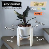 ต้นกุมาร "ดำ" เรียกทรัพย์  (Philodendron Black Cardinal) พร้อมกระถางพลาสติก10"+จานรอง+เม็ดPopper+ขาตั้ง (ไม้มงคล)