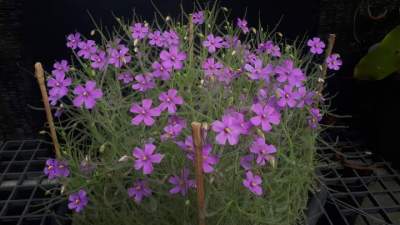 NEW เมล็ดพืชกินแมลง Byblis guehoi (rainbow plants) 15 เมล็ด