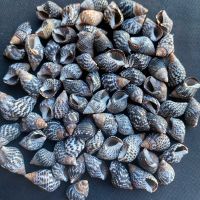 เปลือกหอยทะเลขนาดเล็กสีดำ zhi ma50g วัสดุตกแต่ง Sesame Sea Snail Shells 1-2cm