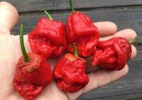 เมล็ดพันธุ์พริก เซเว่น พอท บับเบิ้ลกัม เรด (7 Pot Bubblegum Red Hot Pepper Seed) บรรจุ 15 เมล็ด ของแท้ คุณภาพดี ราคาถูก นำเข้าจากต่างประเทศ