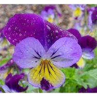 เมล็ด ดอกไวโอล่า ( Viola Seed ) บรรจุ 25 เมล็ด ดอกใบสามารถทานได้