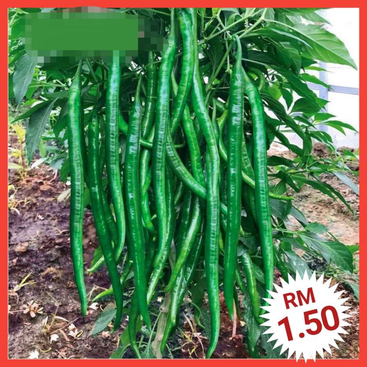 C3 Biji Benih Lada Cili Panjang Pedas（60 ） Long Spicy Pepper Chili