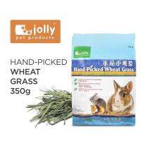 Jolly Hand-Picked Wheat Grass หญ้าวีทกราส ต้นข้าวสาลีอ่อน สำหรับกระต่าย ชินชิล่า และแกสบี้ (350g) (JP219)