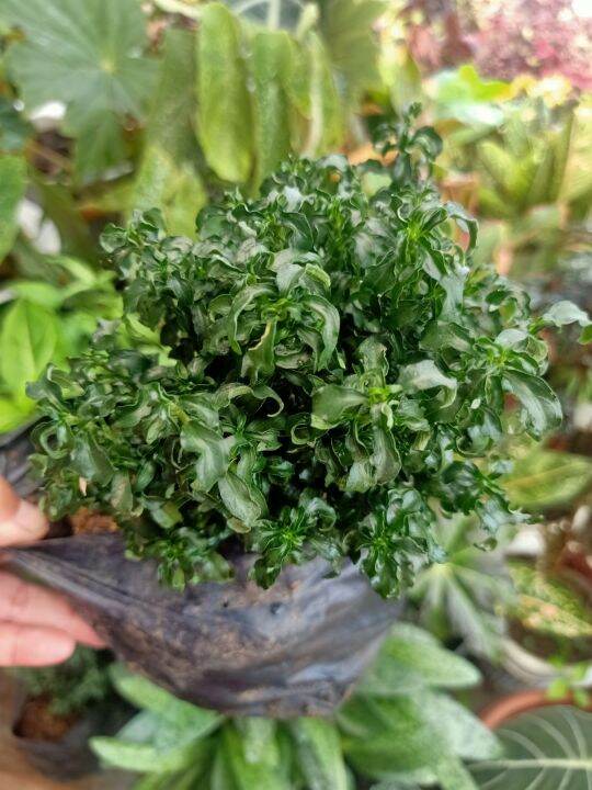 Popcorn plant Lazada PH