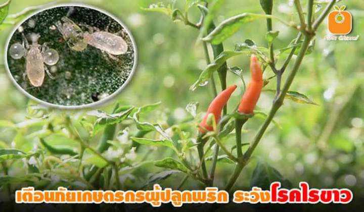 ไพริดาเบน-ไรแดง-ไรแมงมุน-ไรแดงหม่อน-ไรแดงชมพู-ไรแดงชา-ไรขาวพริก-ไรสนิมส้ม-ปริมาณ-1-กิโลกรัม