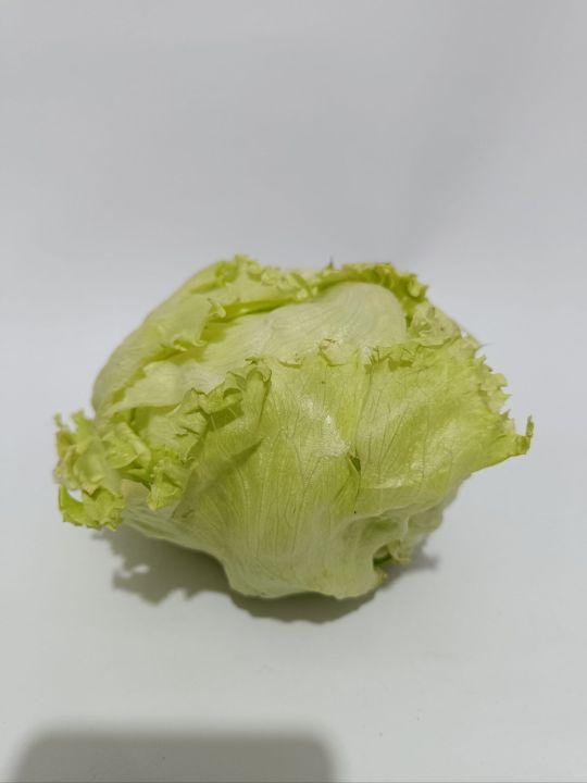 Sayur Lettuce Segar Lazada Indonesia