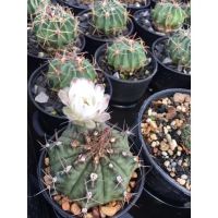 ส่งทั้งกระถาง- Cactus Gymno # ยิมโนแคคตัส #แคคตัสราคาถูก# แคคตัสยิมโน เพาะเมล็ด Gymnocalycium # กระบองเพชร # พืชทนแล้ง # ต้นไม้ทะเลทราย