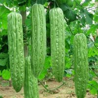 เมล็ด มะระจีน ลูกยาว ( chinese gourd seed ) บรรจุ 10 เมล็ด มะระ