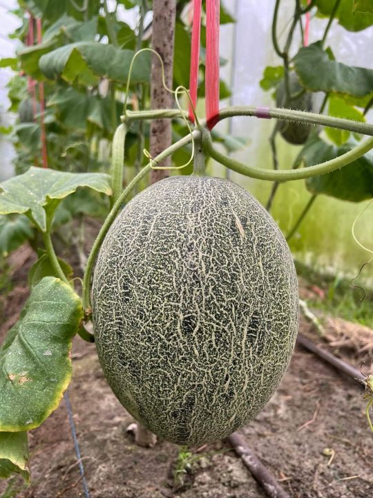 เมล่อนไข่มังกร-ฮามิกัว-melon-khai-mang-korn-seeds-เมล็ดพันธุ์บรรจุ-10-เมล็ด-เมล่อน-ทนร้อน-โตไว