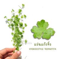 แว่นแก้วจิ๋ว - HYDROCOTYLE TRIPARTITA ต้นไม้น้ำ