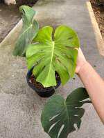 มอนสเตอร่าสูง 70-100cm กระถาง 8” Philodendron Monstera Deliciosa ไม้ฟอกอากาศ