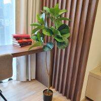 Fiddle Leaf Fig 130 CM-ไทรใบสัก 130CM