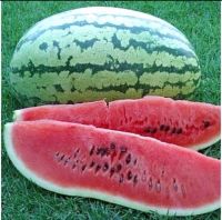 เมล็ด แตงโม คลอนไดค์ (Klondike Striped Watermelon Seed) ผลใหญ่ 12-15 กิโลกรัม บรรจุ 5 เมล็ด