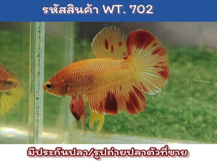 ปลากัดแวนด้า-เพศผู้-ขนาด1-4-1-5-นิ้ว