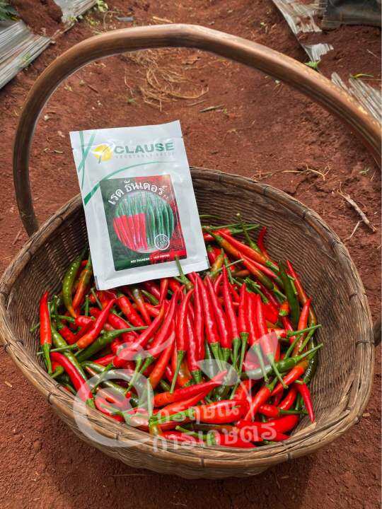 clause-ตราตะวันทอง-พริกขี้หนู-สายพันธุ์ลูกผสม-เรด-ธันเดอร์-hot-pepper-red-thunder-f1