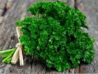 เมล็ดพันธุ์ พาสเลย์ พาสลีย์ (Parsley Seed) บรรจุ 200 เมล็ด สมุนไพร พาสเลย์ ใบหยิก