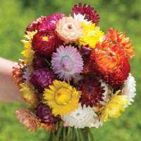 เมล็ดพันธุ์ ดอกกระดาษคละสี (Mixed Strawflower) บรรจุ 50 เมล็ด