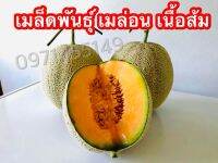 เมล็ดพันธุ์ เมล่อนญี่ปุ่น เนื้อส้ม คัดพิเศษ