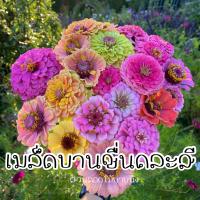 เมล็ดบานชื่น คละสี 150 เมล็ด