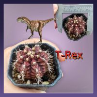 แคคตัส ชื่อโคลน T-rex จัดส่งต้นในภาพ ส่งทั้งกระถางขนาด4-5-5.5cm