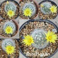 แมมบูมิไอ  mambumii cactus